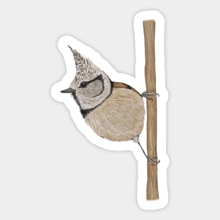 Crested tit Sticker